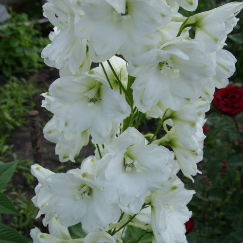 Delphinium cultorum 'M F Pure White' - Aed-kukekannus 'M F Pure White' 